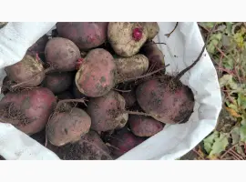 Зображення для оголошення Продам буряк Зепо маю обєм