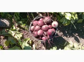 Зображення для оголошення Продам буряк