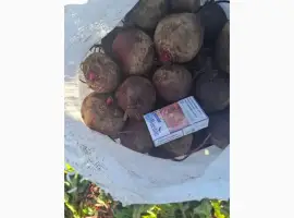 Зображення для оголошення Продам свеклу оптом с поля