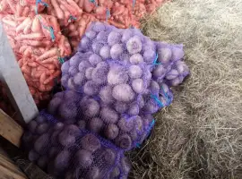 Зображення для оголошення Продам буряк столовий