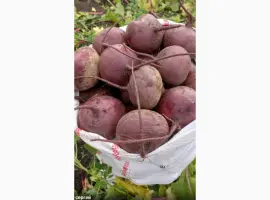 Зображення для оголошення Продам буряк сорт Водан