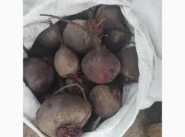 Зображення для оголошення Продам буряк гарної якості круглий від 5-12 та є довгий(целиндер) від 4-10
