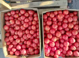 Зображення для оголошення Продам помідори сорт Асвон