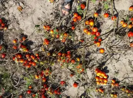 Зображення для оголошення Продам помідори 2-й сорт на переробку
