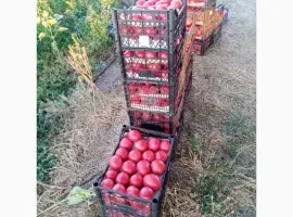 Зображення для оголошення Розовий помідор оптом