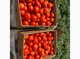 Зображення для оголошення Продам томат помідор оптом від 10 тонн. Ринок