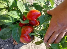 Зображення для оголошення Продам перець кубовидний
