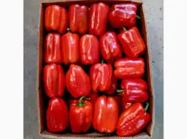 Зображення для оголошення Продам перець