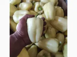 Зображення для оголошення Продам Солодкий перець Барбі