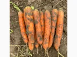 Зображення для оголошення Продам моркву Балтімор Золочівський район