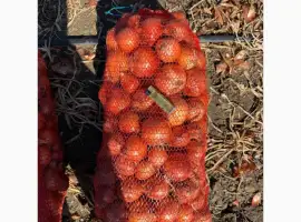 Зображення для оголошення Продам цибулю