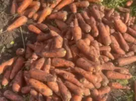 Зображення для оголошення Продаж моркви 2-го сорту оптом (Вінницька область