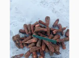 Зображення для оголошення Продам моркву 2-го сорту оптом в великих об'ємах від 20 тонн