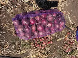 Зображення для оголошення Продаємо червоний лук Марс оптом