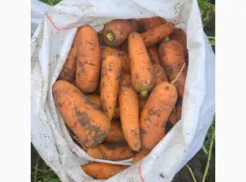Зображення для оголошення СРОЧНО продам морковь от производителей и поставщиков с 10 тонн
