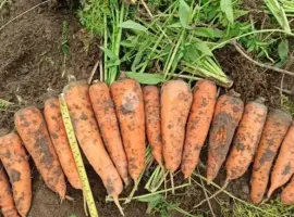 Зображення для оголошення Продам моркву на переробку