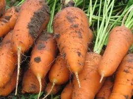 Зображення для оголошення Продам моркву оптом