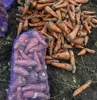 Зображення для оголошення Морква домашня продам