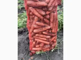 Зображення для оголошення Куплю МОРКВУ оптом від 20 тонн Київська область та вся Україна дорого