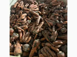 Зображення для оголошення Продам моркву нестандарт