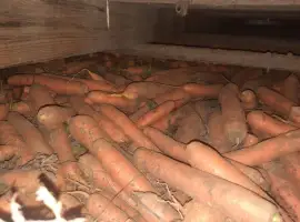 Зображення для оголошення Продам моркву Польща