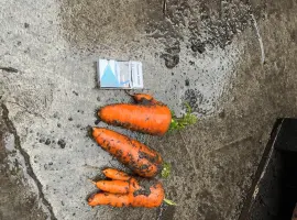 Зображення для оголошення Продам моркву некондицію