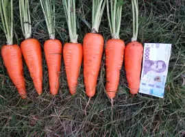 Зображення для оголошення Продам товарну моркву сорт Акат Болівар в мішках по 20 кг