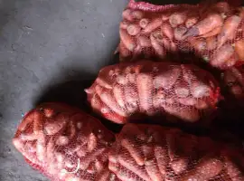 Зображення для оголошення Продам моркву