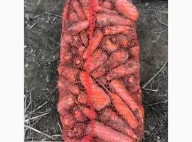 Зображення для оголошення Морква столова