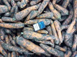 Зображення для оголошення Продам моркву гарної якості 4.5 грн
