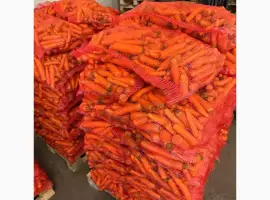 Зображення для оголошення Продам моркву миту 2 сорту оптом від 10 тонн