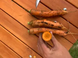 Зображення для оголошення Продам моркву 1 сорт немита