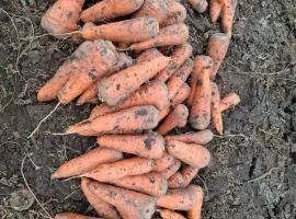Зображення для оголошення Продам морква сорт каскад /вариант мита/ також цибуля