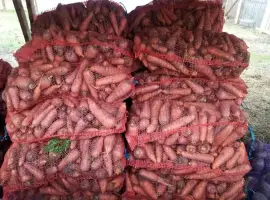 Зображення для оголошення Продам моркву сорт Болтекс