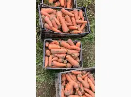 Зображення для оголошення Продам моркву