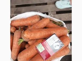 Зображення для оголошення Продаём морковь хорошего качества