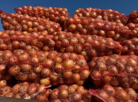 Зображення для оголошення Продам лук