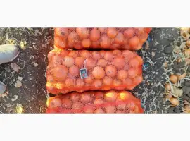 Зображення для оголошення Цибуля МЕЛОРІ фазирована