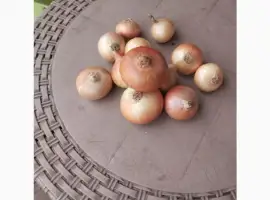Зображення для оголошення Продам цибулю ріпчасту жовта