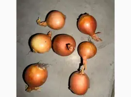 Зображення для оголошення Продам цибулю