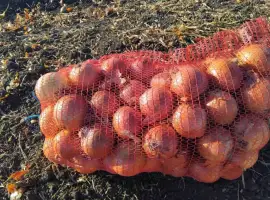 Зображення для оголошення Крупна цибуля