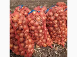 Зображення для оголошення Продаю цибулю Дерек