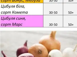 Зображення для оголошення ФГ реалізує цибулю білу (Комета) та червону (Редеско)