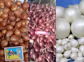 Зображення для оголошення Продам цибулю-сівок Штутгарт
