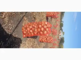 Зображення для оголошення Продам товарну цибулю сорт Боско