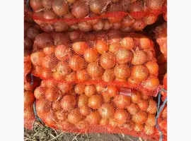 Зображення для оголошення Цибуля МЕДУЗА