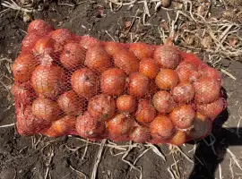 Зображення для оголошення Продам цибулю Медуза