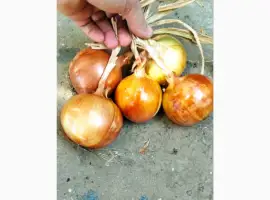 Зображення для оголошення Продам ЛУК