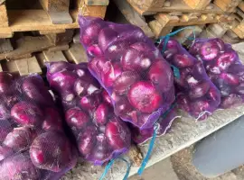 Зображення для оголошення Продам ялтинский лук