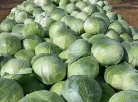Зображення для оголошення Продам капусту сорт; Центурион